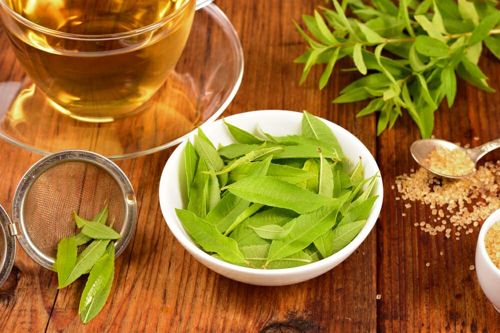 Zitronenverbene Blätter