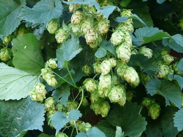 Gewöhnlicher Hopfen