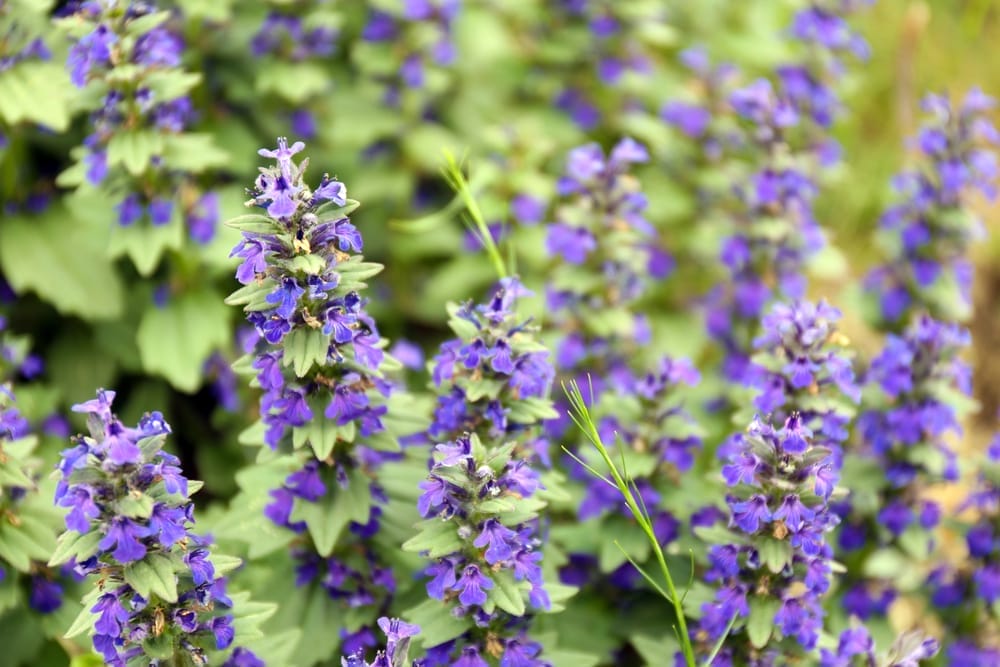 Blüten der Katzenminze