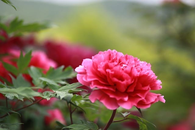 Die Blüte der Chinesischen Pfingstrose